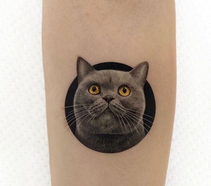Gattino grigio paffuto